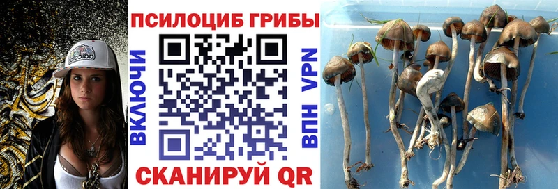 закладки  Галич  Псилоцибиновые грибы мицелий 